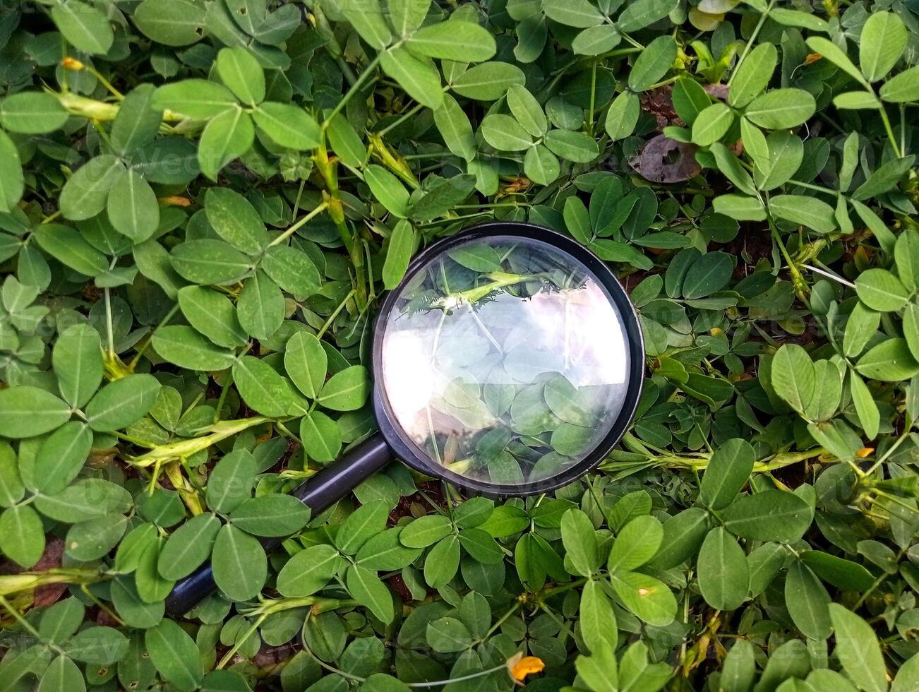 Magnifying glass in the grass photo