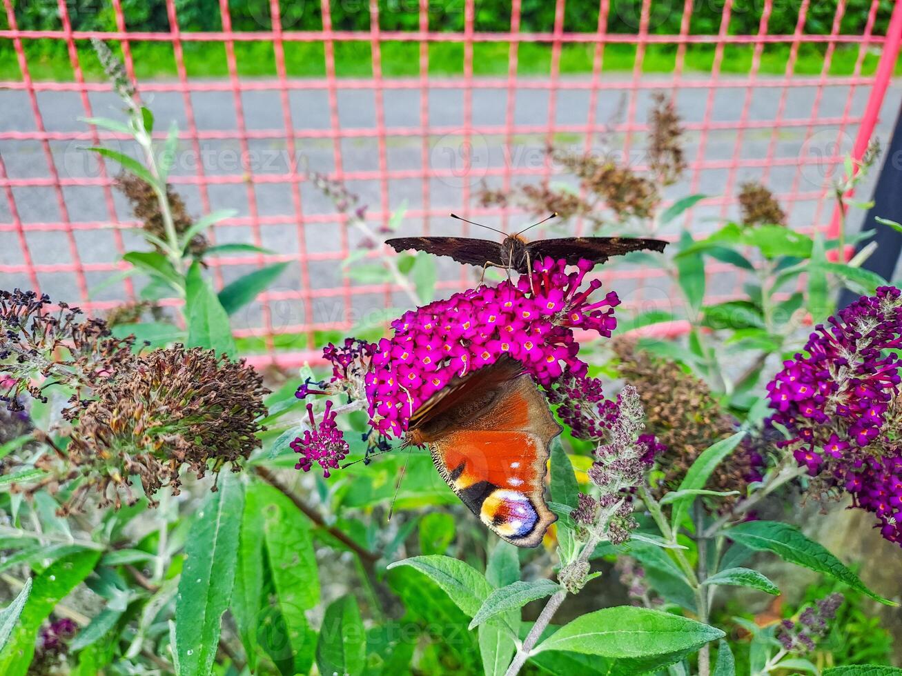butterfly peacock on the blossom of a schmetterling bush, Buddleja davidii.Czech photo