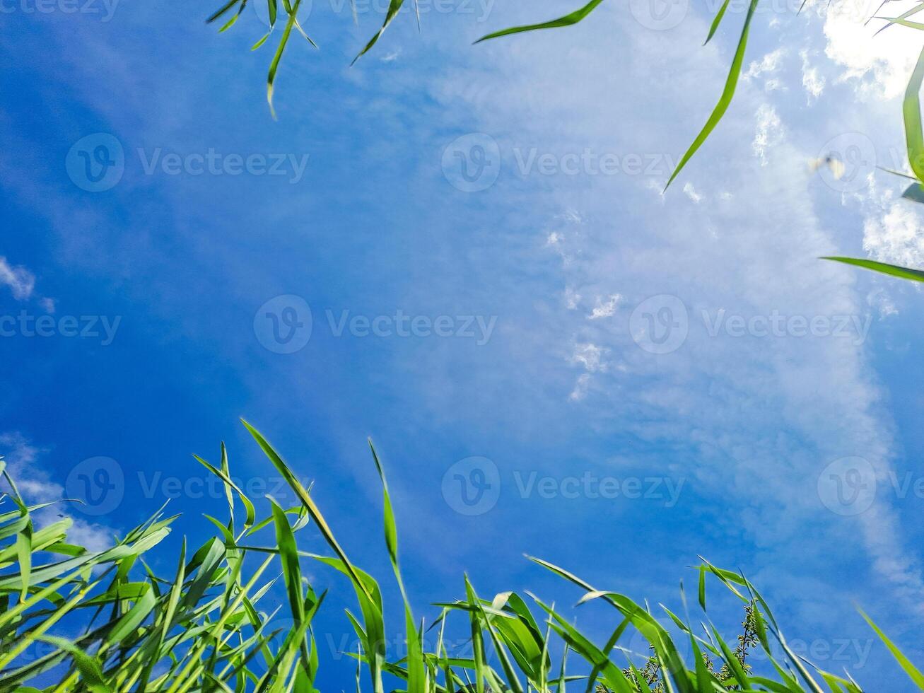 Green wheat plants against blue sky with sunlight, dramatic view perspective photo