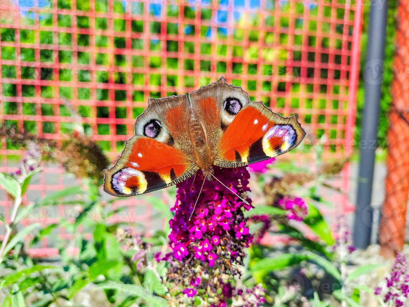 butterfly peacock on the blossom of a schmetterling bush, Buddleja davidii.Czech photo