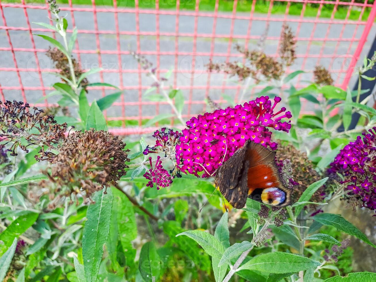 butterfly peacock on the blossom of a schmetterling bush, Buddleja davidii.Czech photo