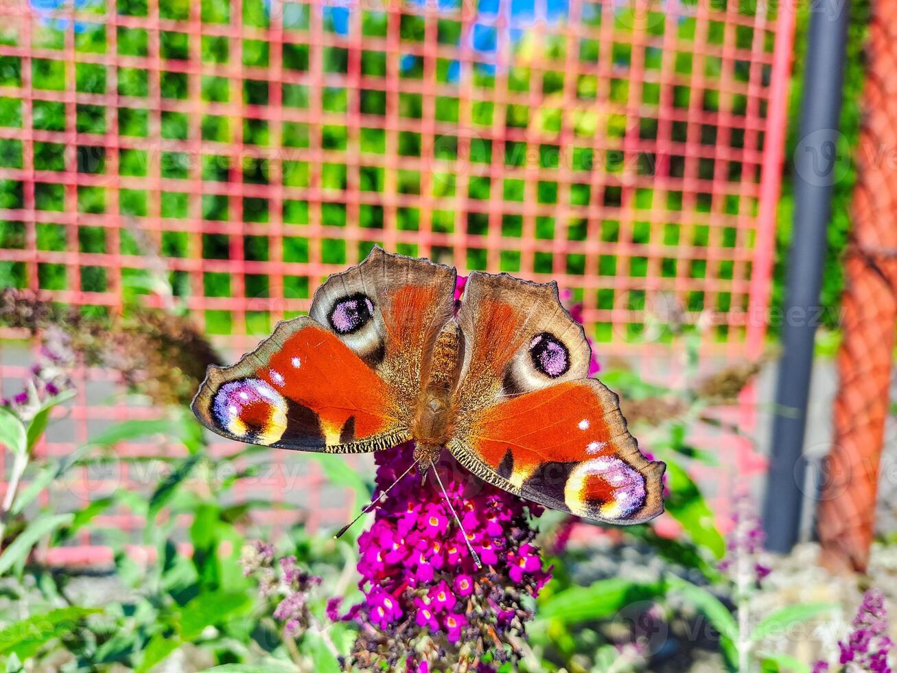 butterfly peacock on the blossom of a schmetterling bush, Buddleja davidii.Czech photo