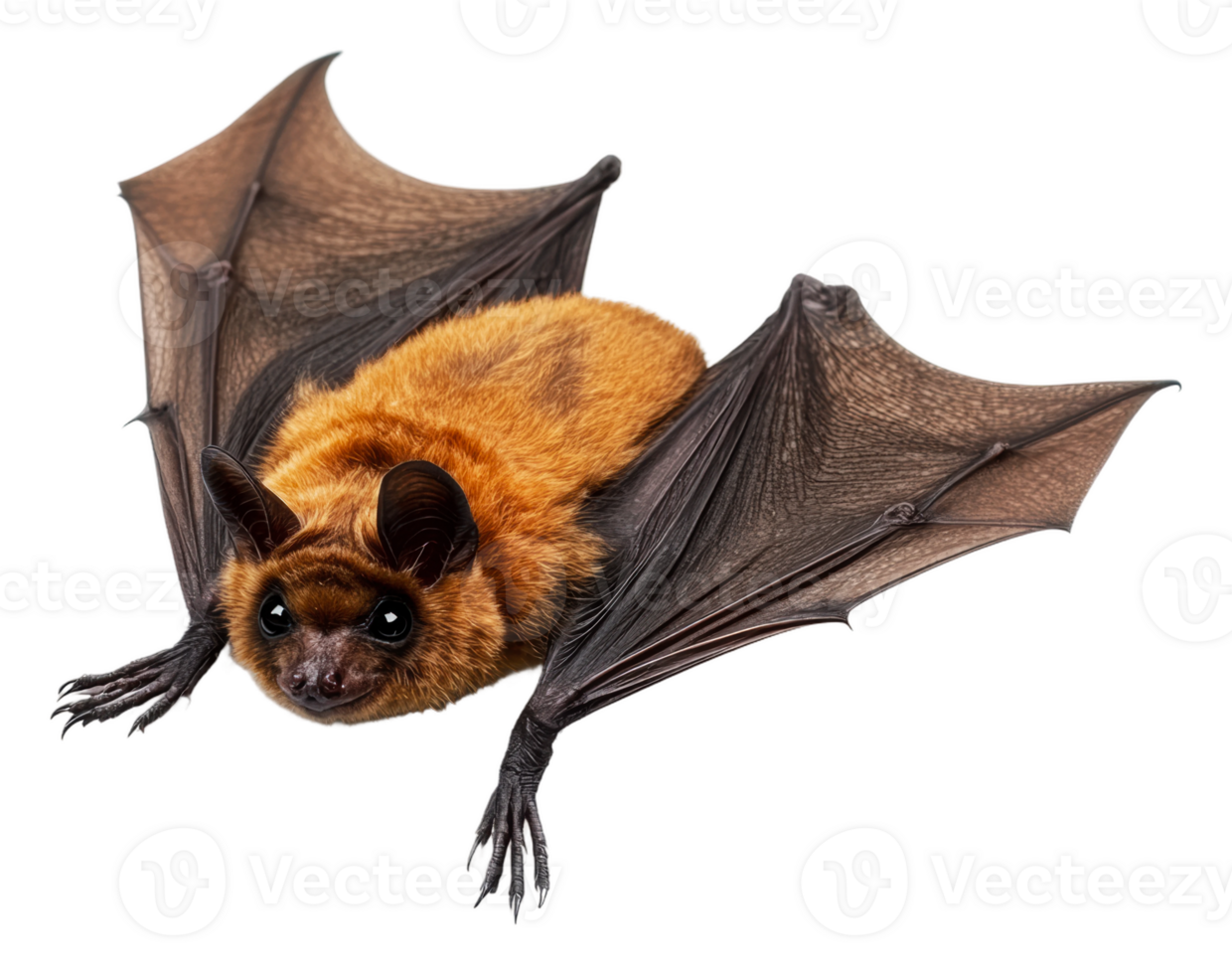 A close-up view of a brown bat in flight png