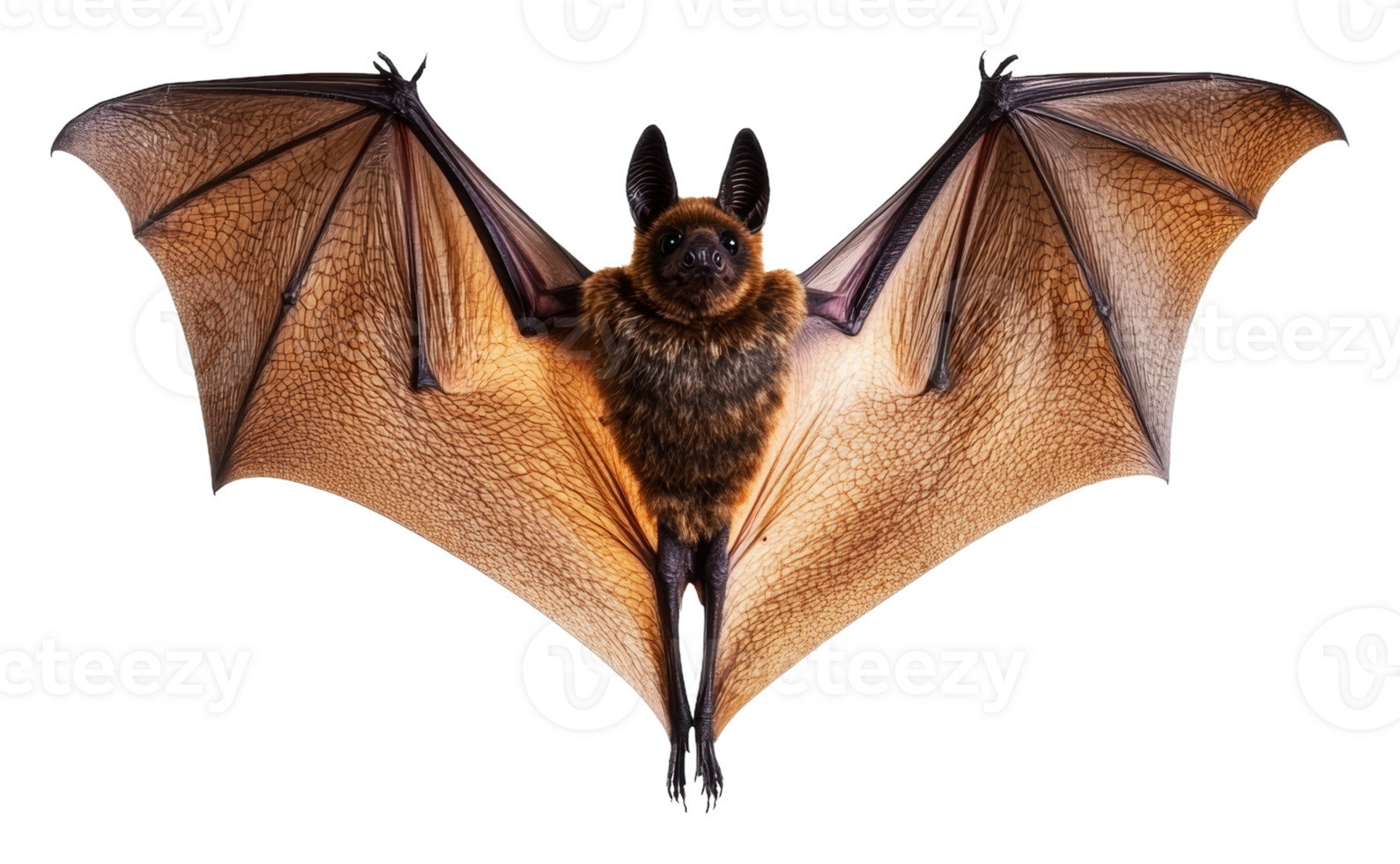 Large bat hanging with wings spread wide indoors png