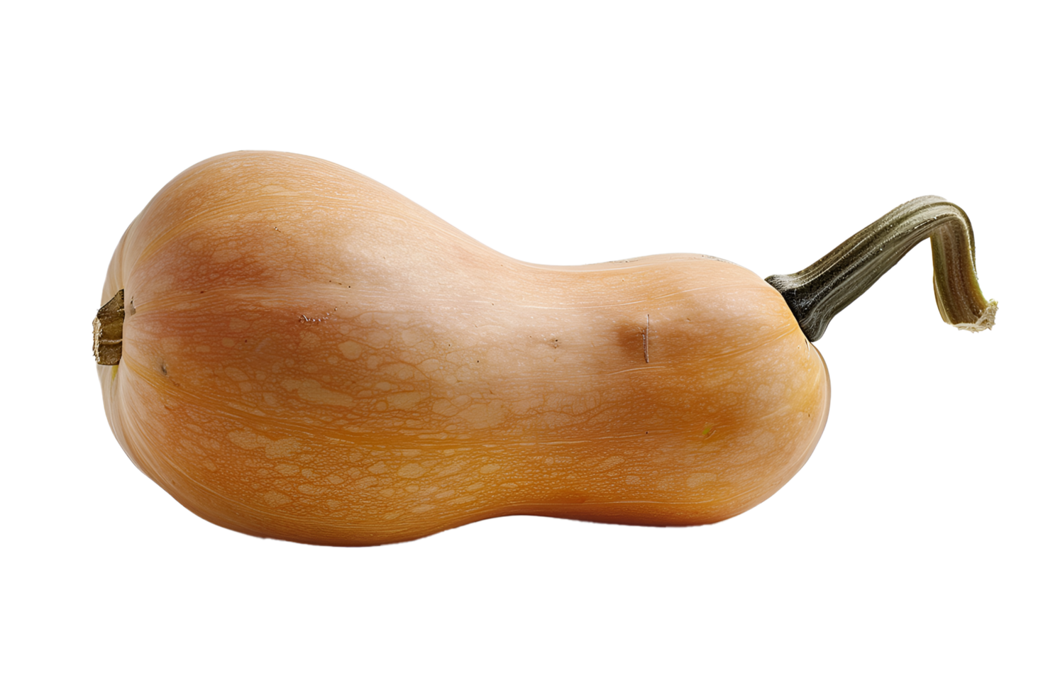 Butternut squash isolated on transparent background png