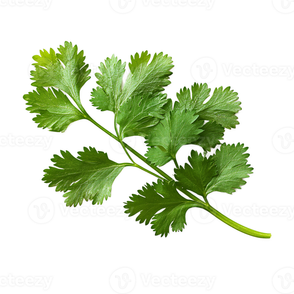 A coriander leaf, culinary herb element png