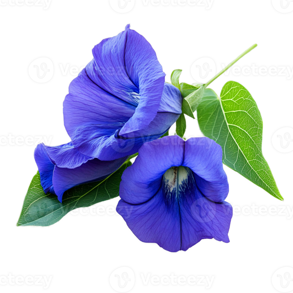 A butterfly pea flower, herbal tea element, soft pastel illustration png