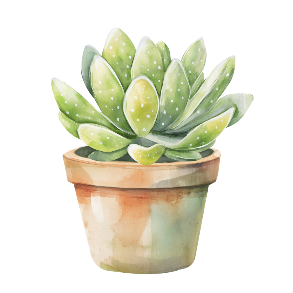 Watercolor succulent plant in pot png