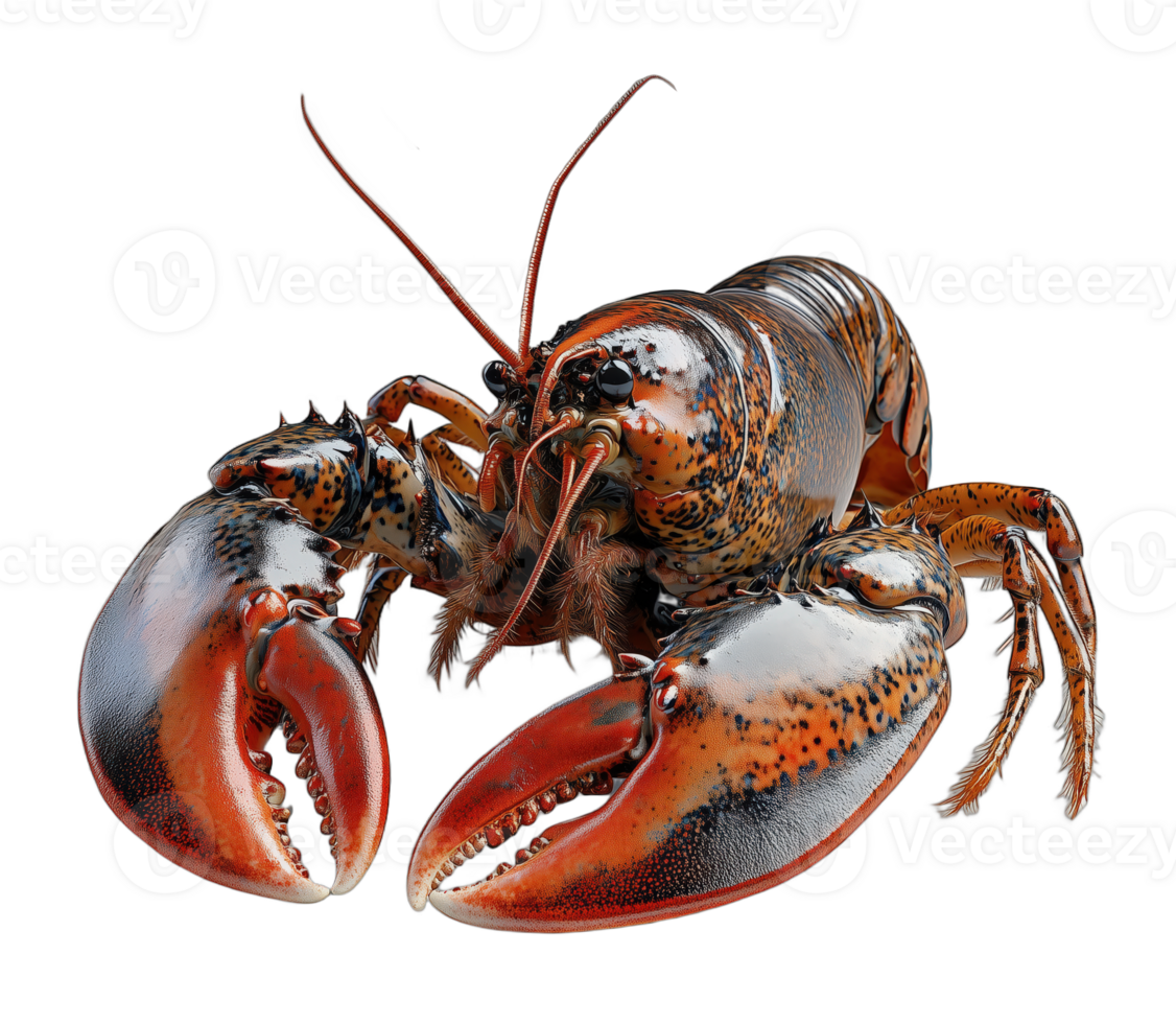 Isolated Lobster with Bright Red Shell and Claws on Transparent Background for Gourmet Dishes png