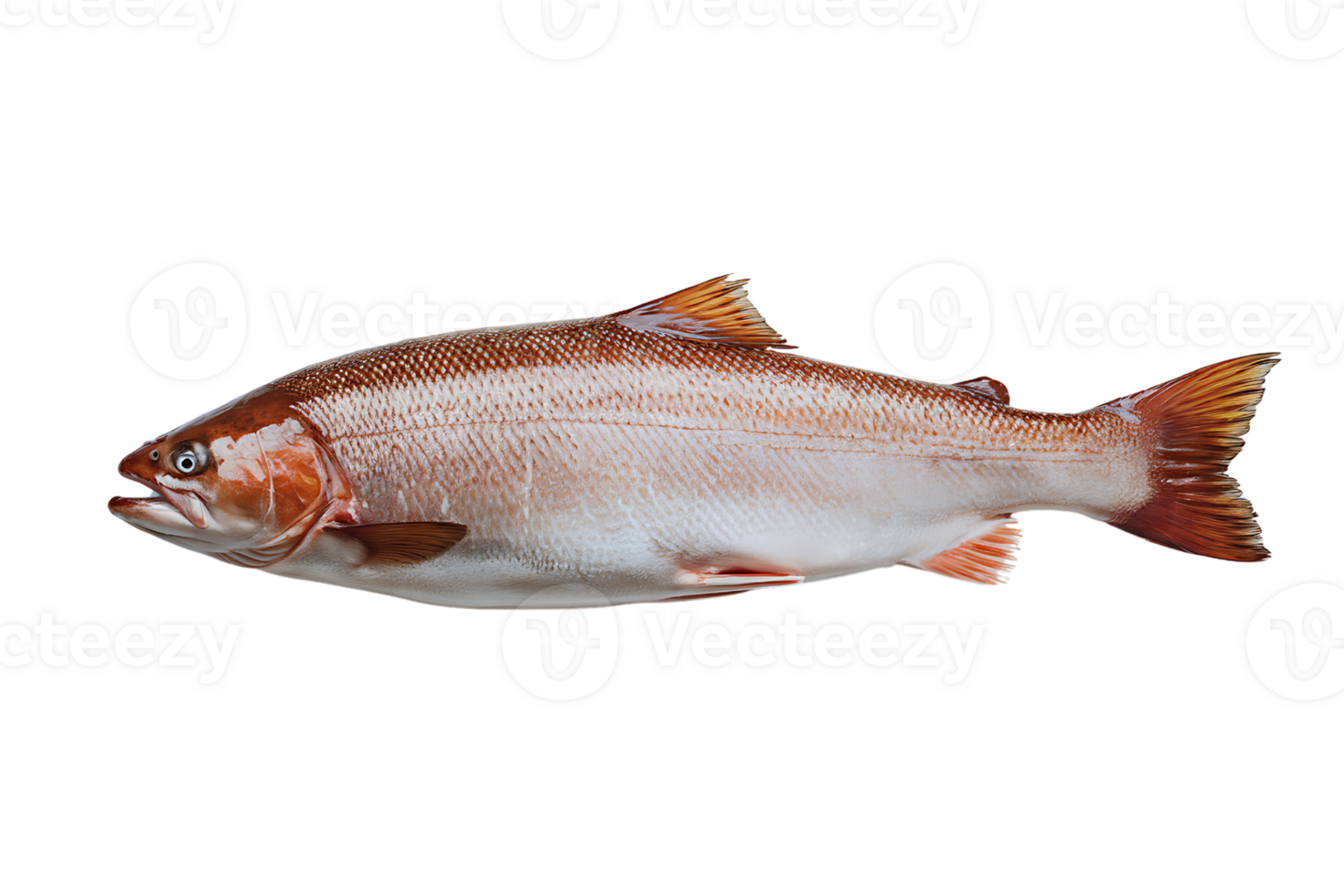 freshly caught salmon isolated on transparent background png
