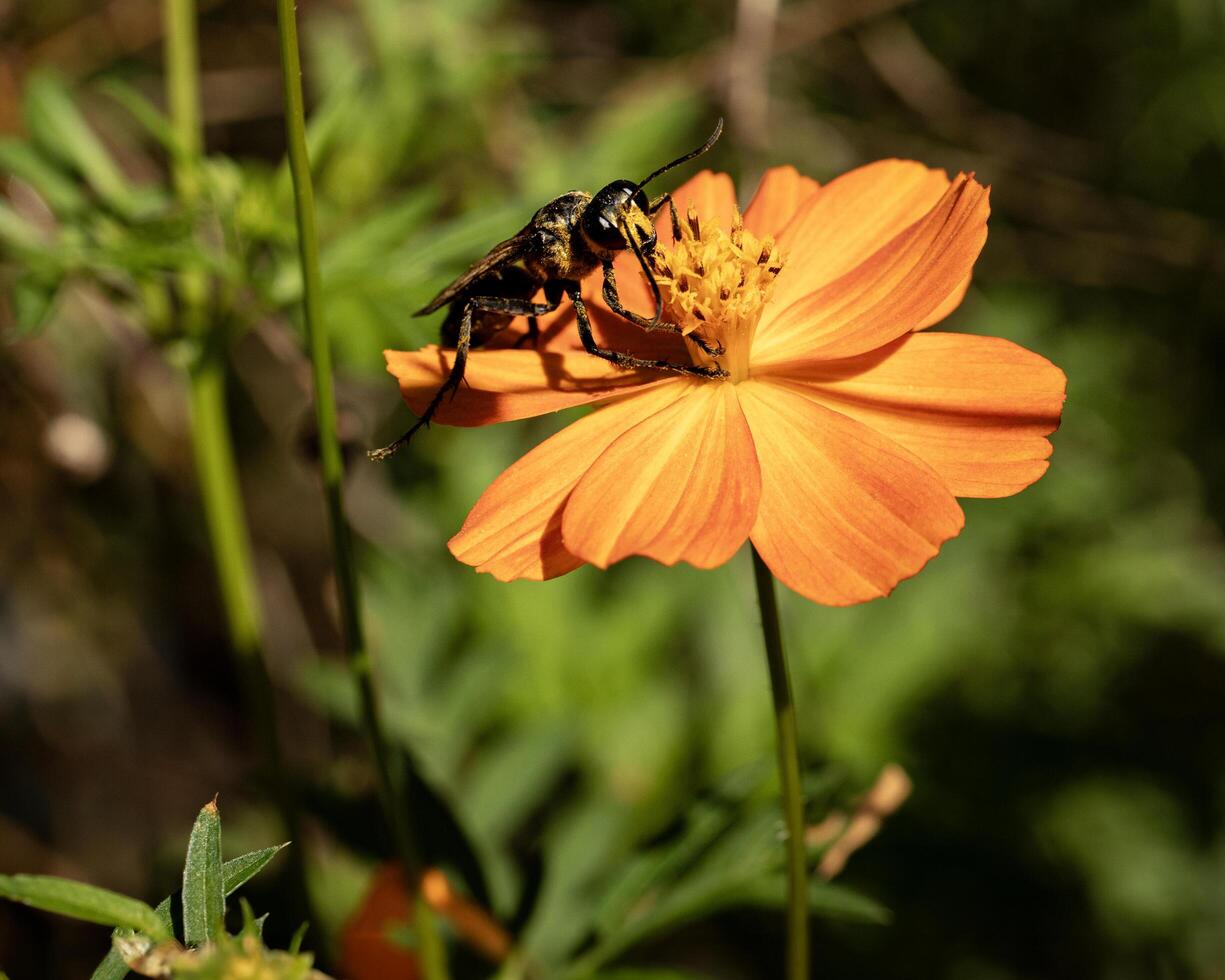 Close-up of bee on vibrant orange flower in summer garden photo