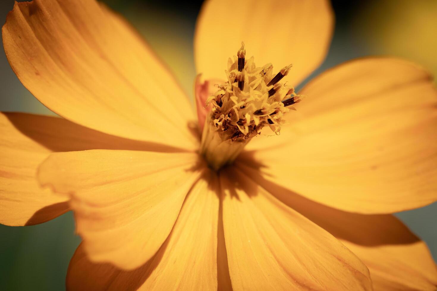 Close-up of vibrant yellow flower with detailed petals photo