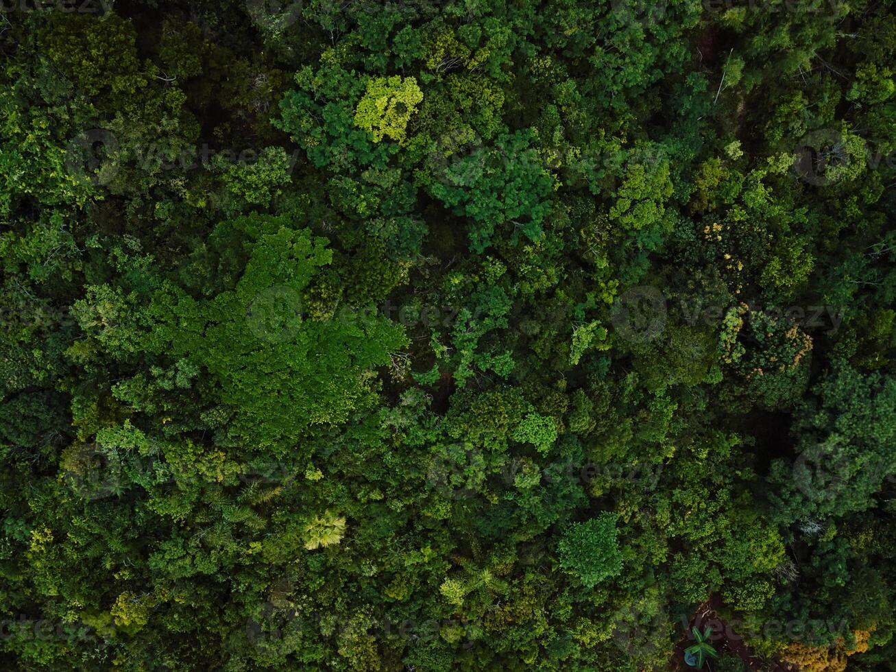 Tree crowns of endemic trees in Santa Catarina, Brazil. Aerial view photo