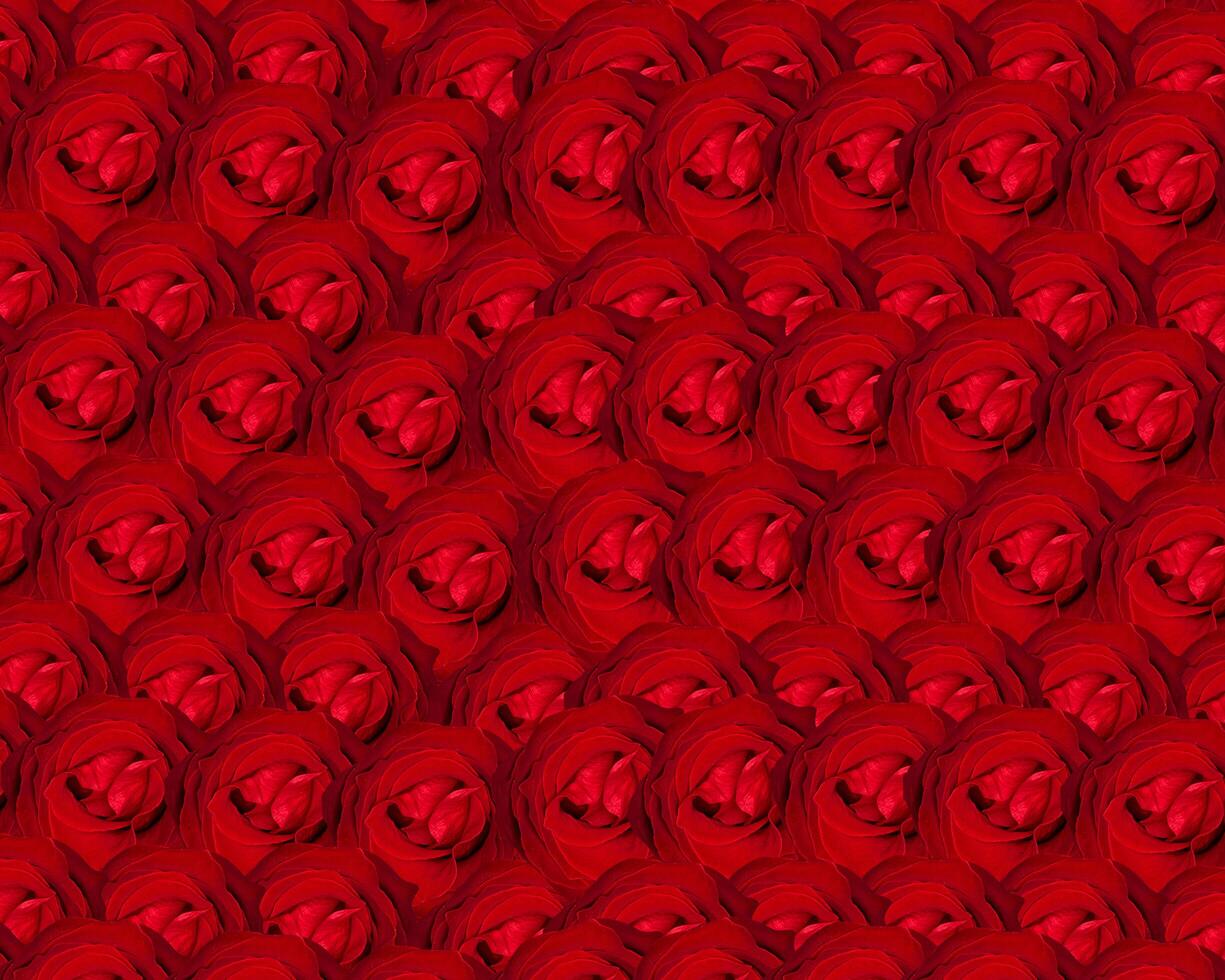 A large group of red roses in a pattern photo