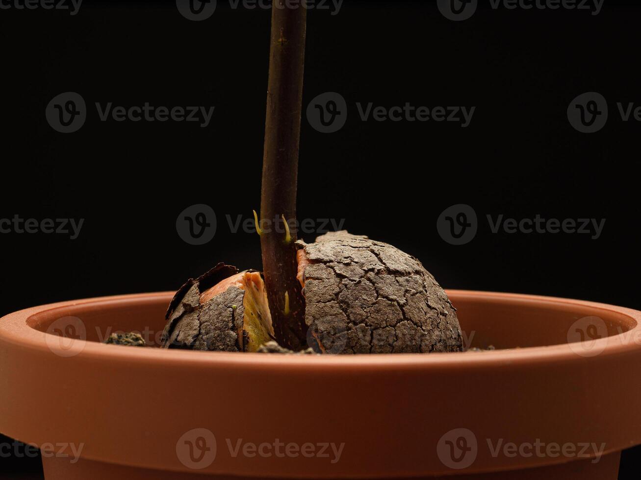 Macro shot of sprouted avocado seed planted in a potted against a black background in the studio photo