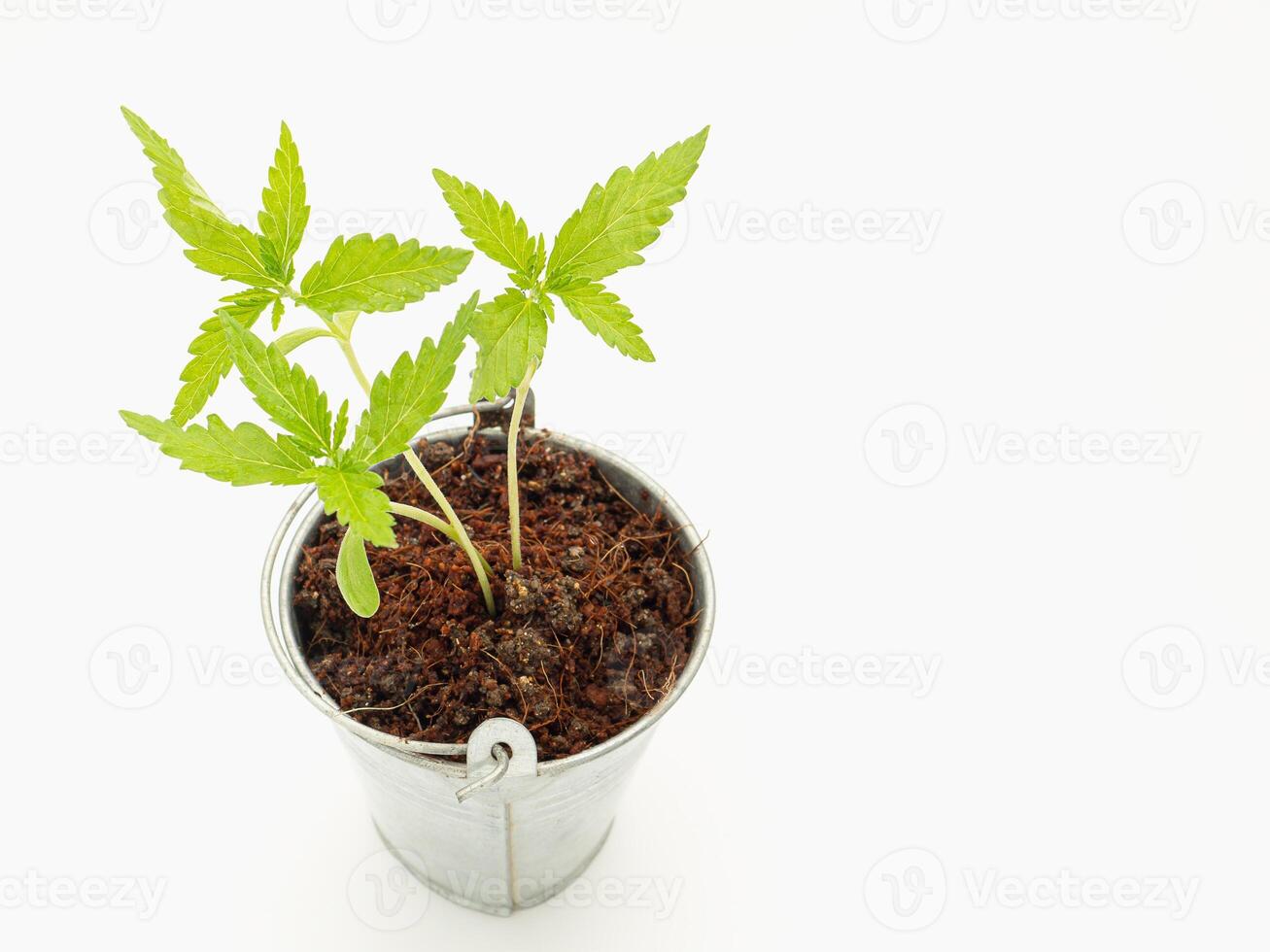 Cannabis seedling growing in potted isolated on a white background. photo
