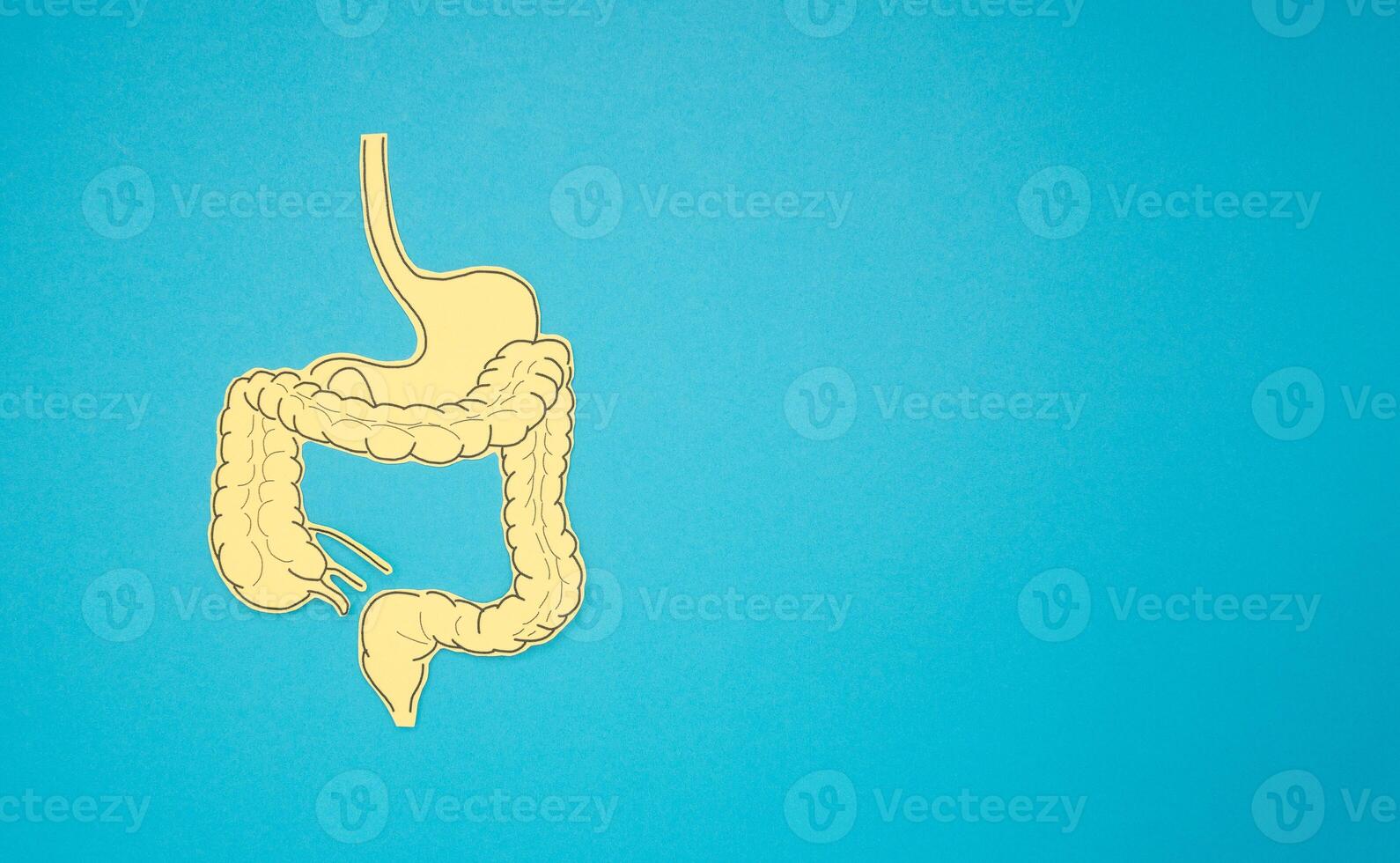 Top view of a yellow paper intestine over a blue background photo