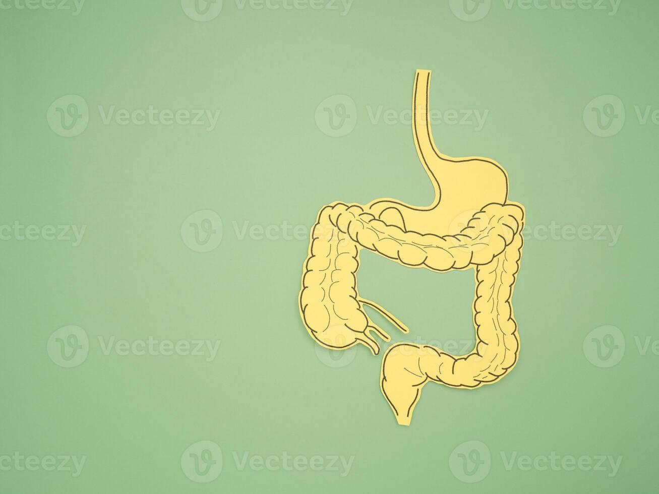 A large intestine shape made from paper on a green background photo