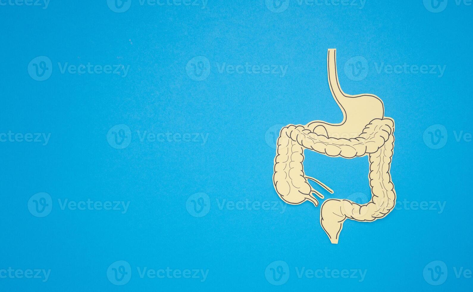 A large intestine shape made from paper on a blue background photo