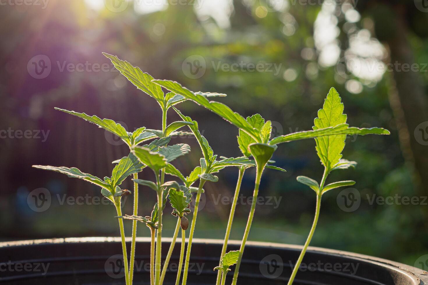 Cannabis plants growing in a potted at the outdoor photo