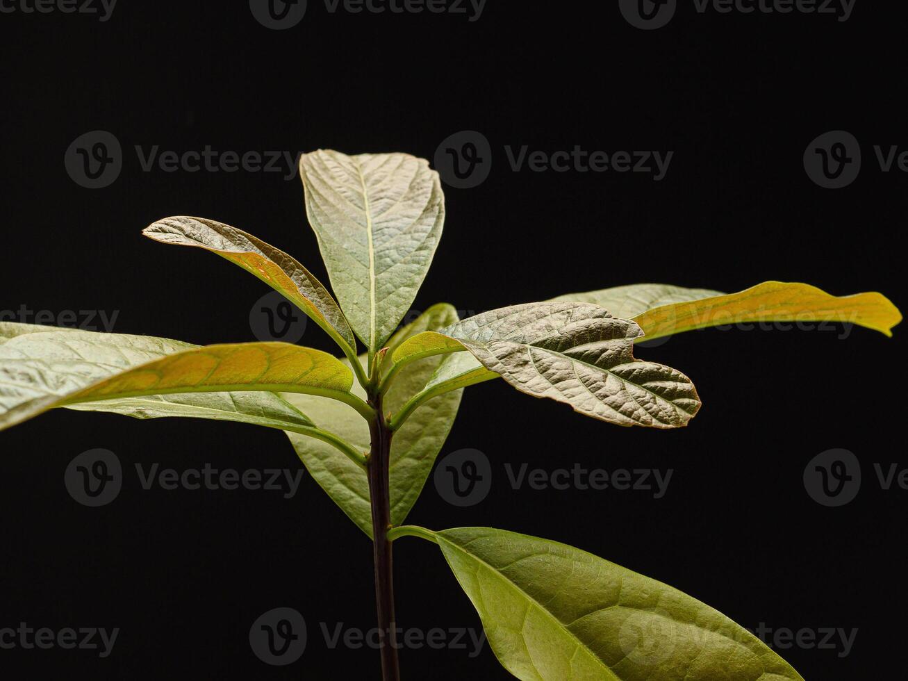 Macro shot of avocado plant leaves isolated on a black background photo