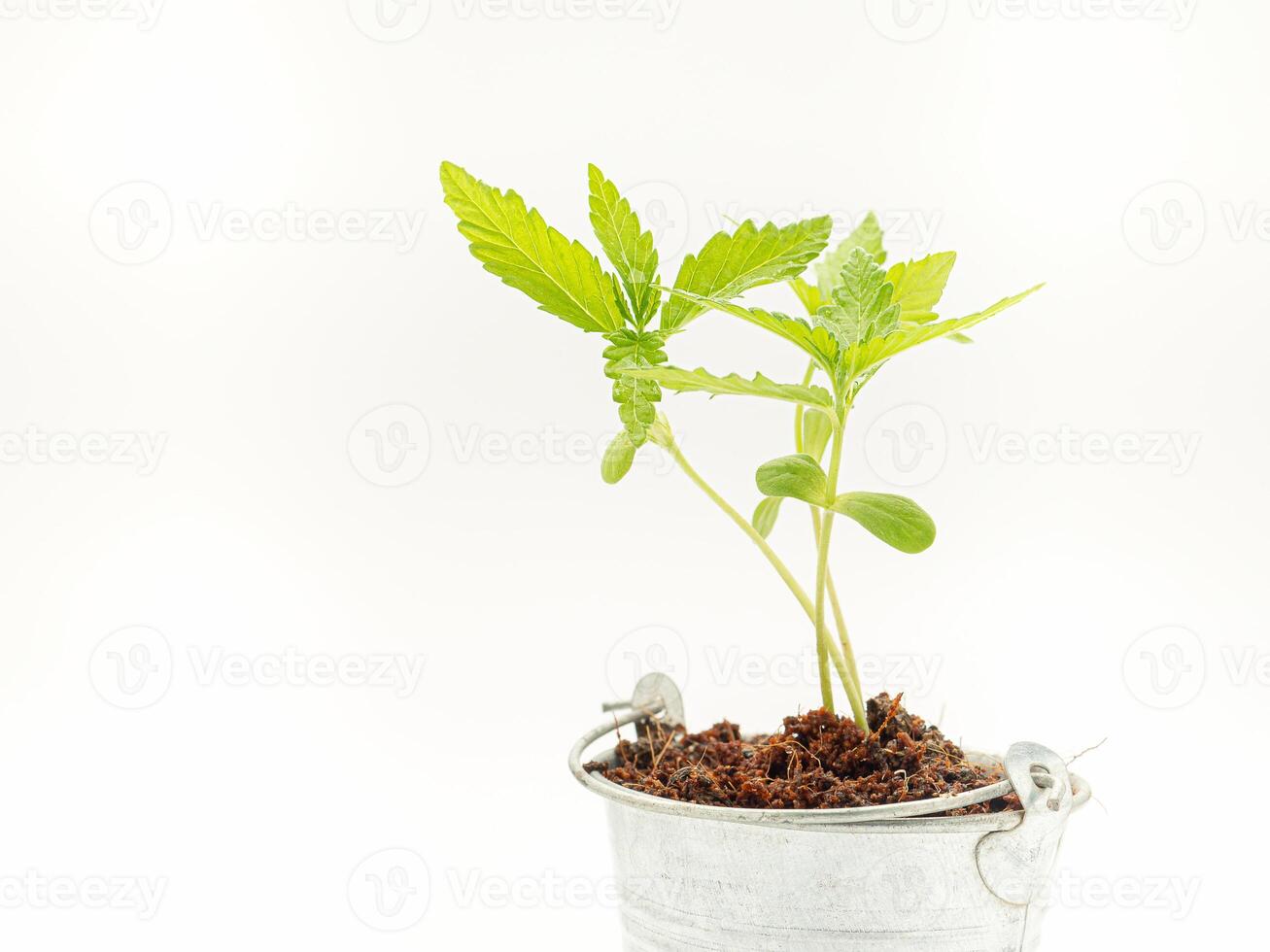 Marijuana seedling in a potted against a white background photo