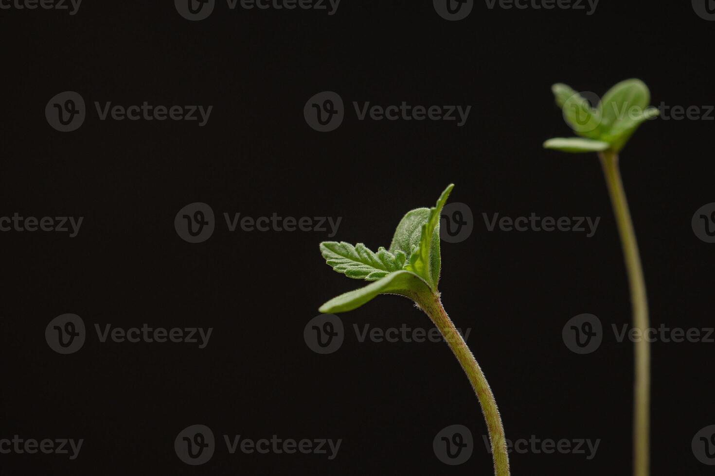 Cannabis seedling in a potted against a black background. photo