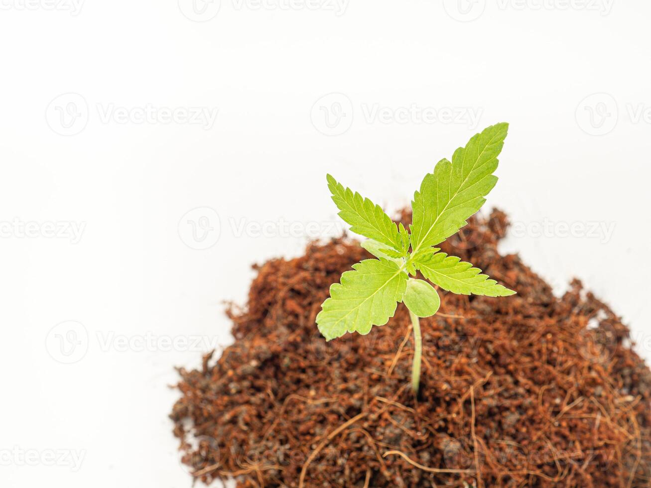 A pile of soil with cannabis seedling growth over on a white background. photo