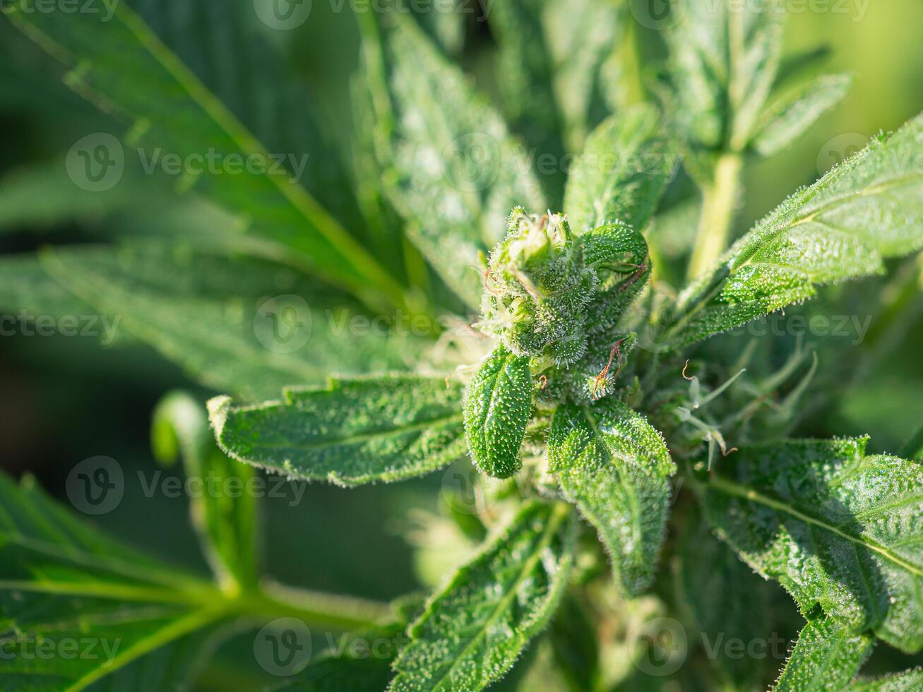 Cannabis buds flower. The texture of marijuana leaves. Concept of cannabis plantation for medical and business photo
