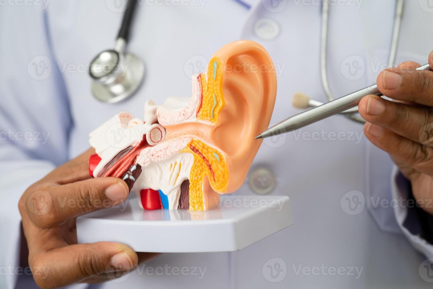 Asian doctor holding human ear model to learn and treat hearing loss in patient. photo