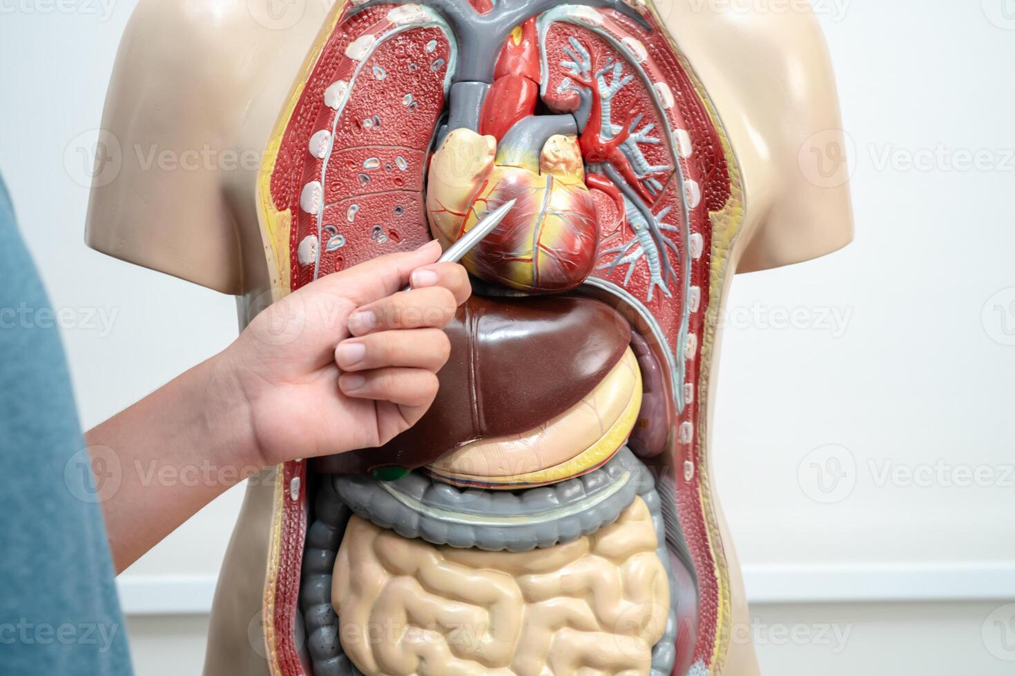 Student teenage learning anatomy biology with human body model in classroom at high school. photo