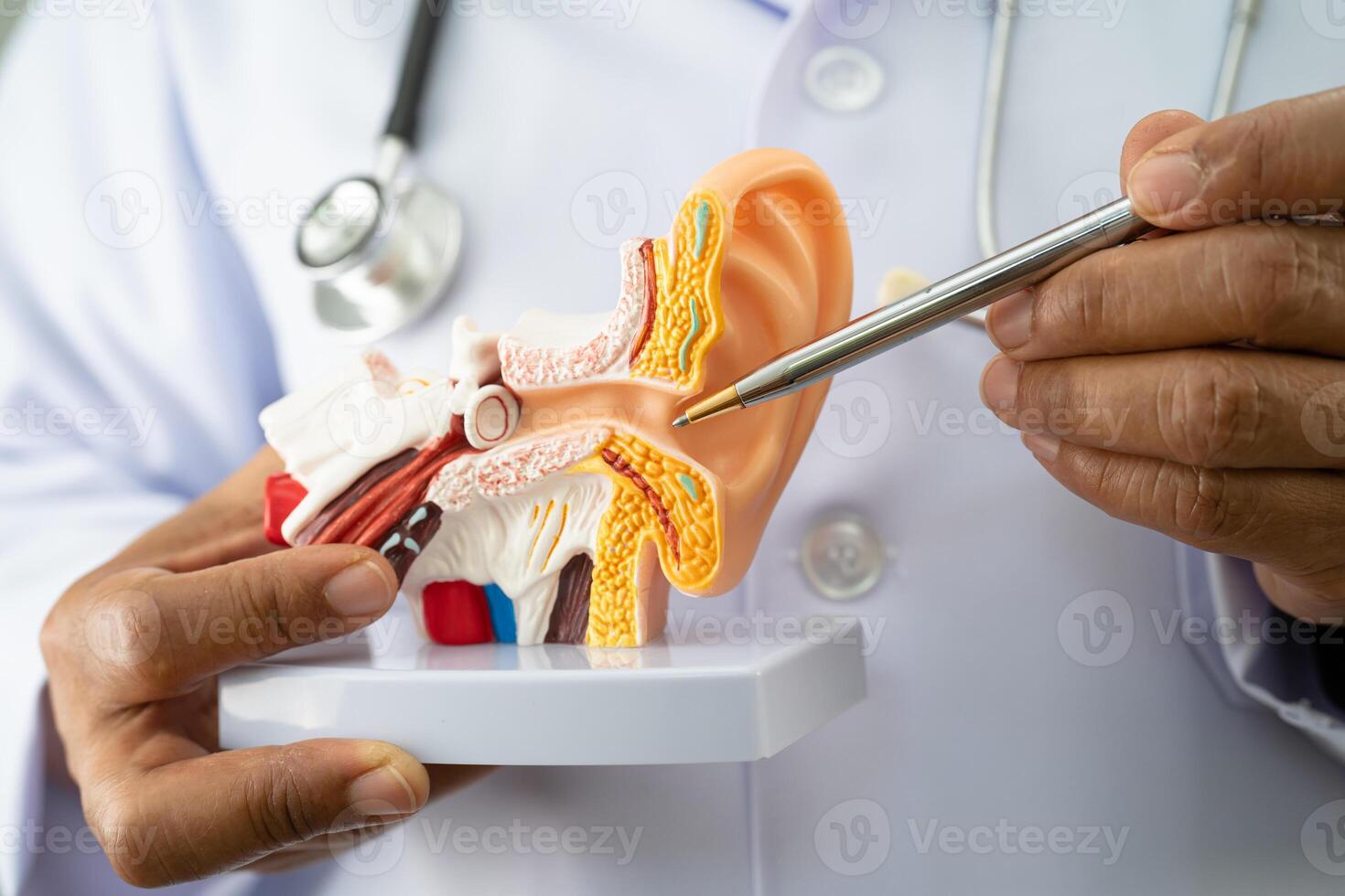 Asian doctor holding human ear model to learn and treat hearing loss in patient. photo