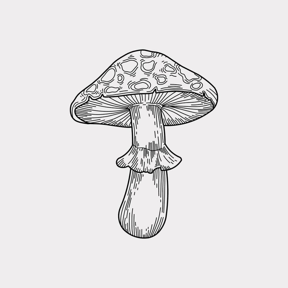 Mushroom outline sketch artwork handmade illustration vector