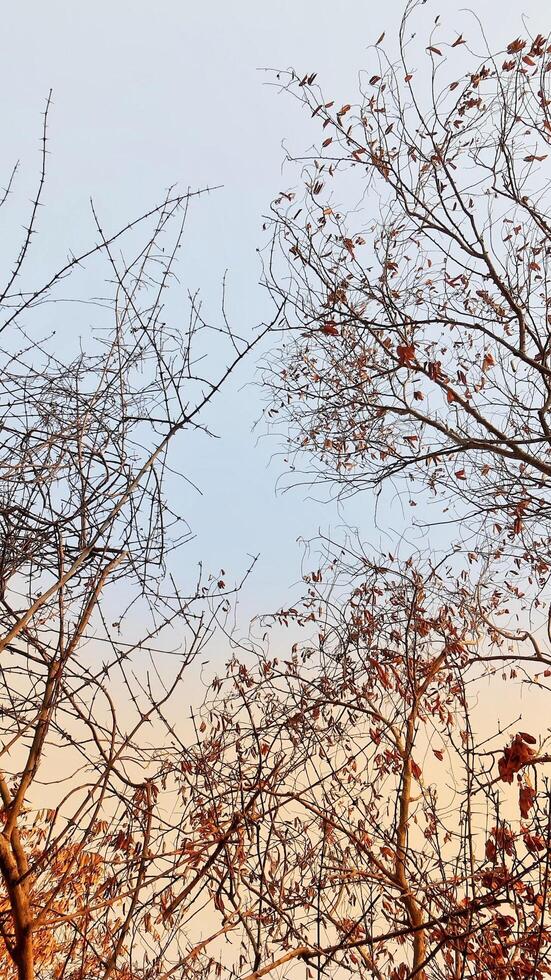 Photo of leaves and stems with green and yellow leaves. Starting to enter autumn.