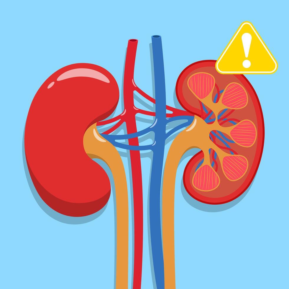 Kidney healthcare concept. Doctors search for information to diagnose urinary tract disease vector