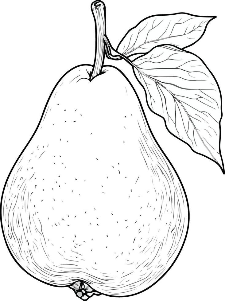 Simple pear line drawing vector