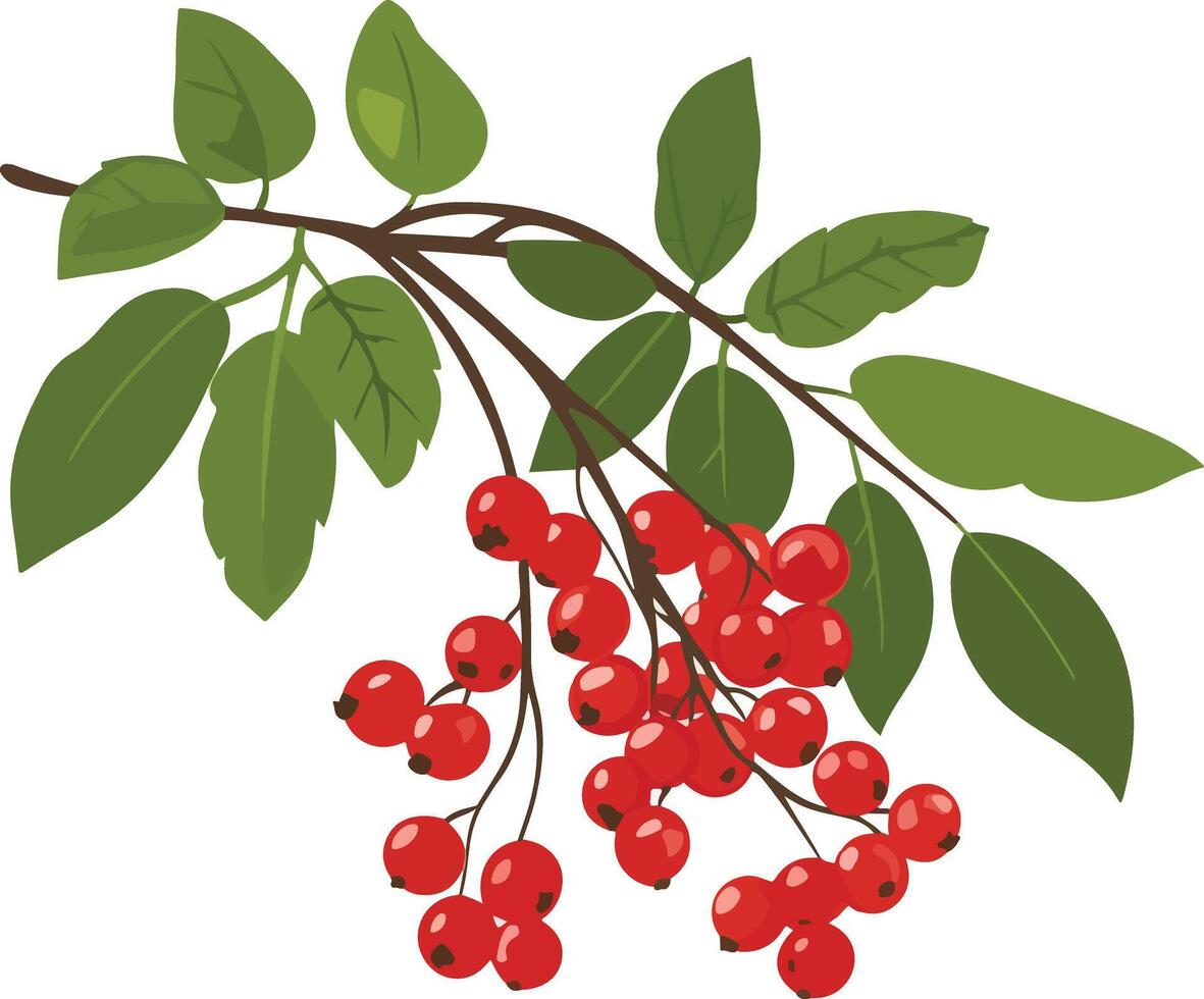 Branch with red berries and green leaves vector