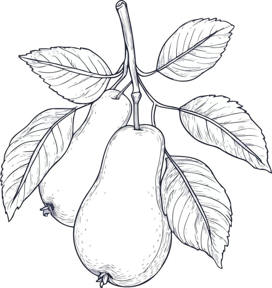 Pears on a branch line drawing vector