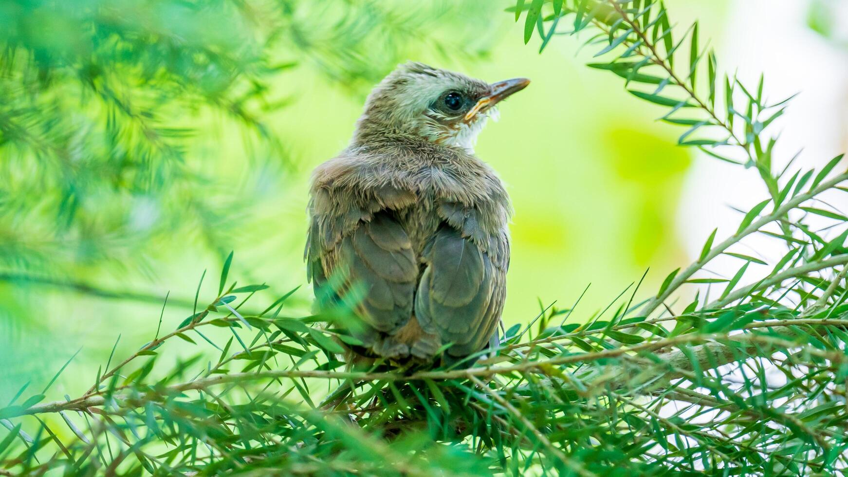 Streak-eared Bulbul perched on tree in the garden photo