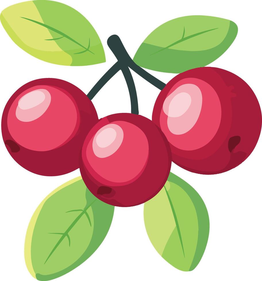Red Berries Drawing vector