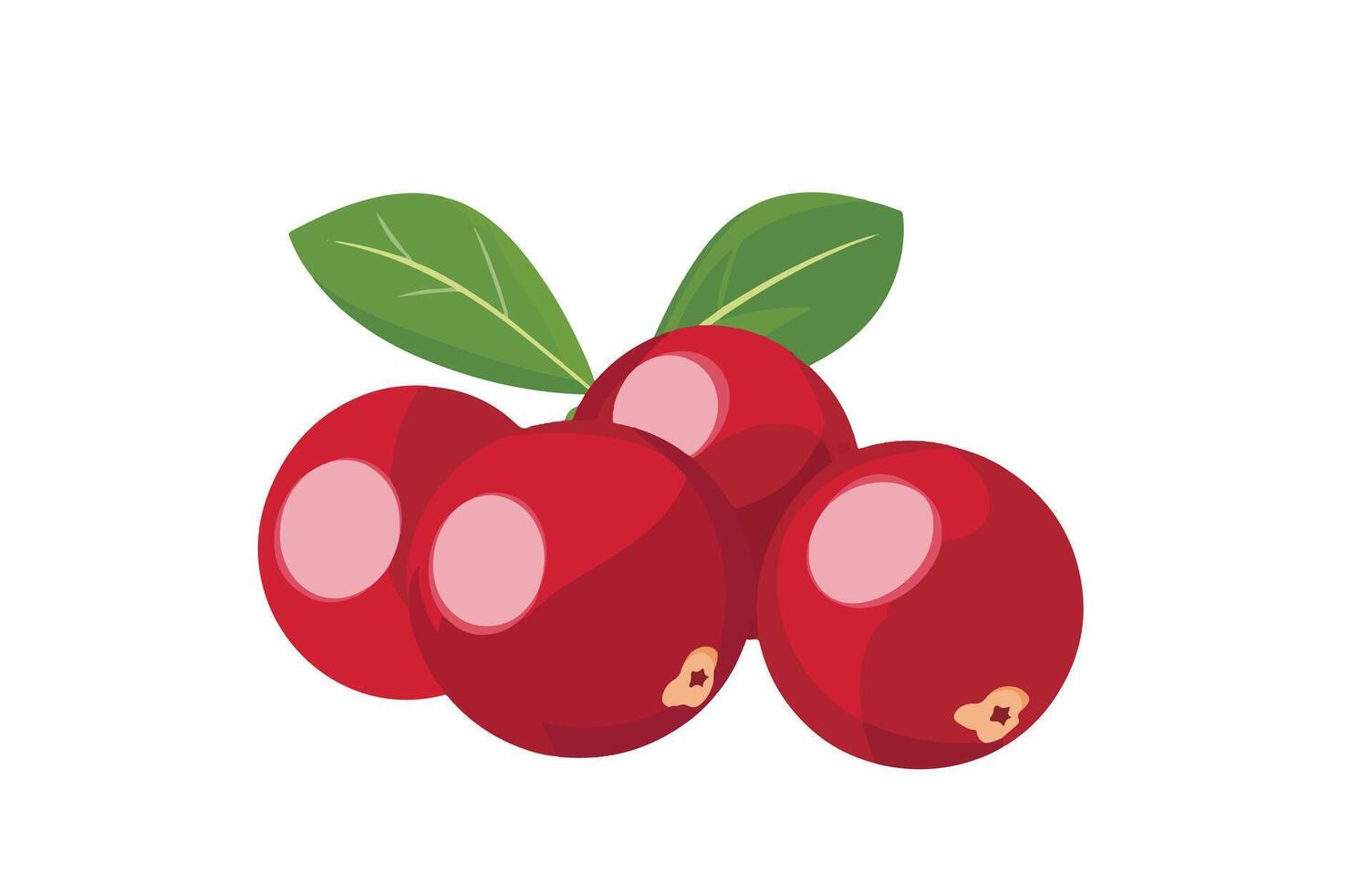 Single healthy Cranberry vector