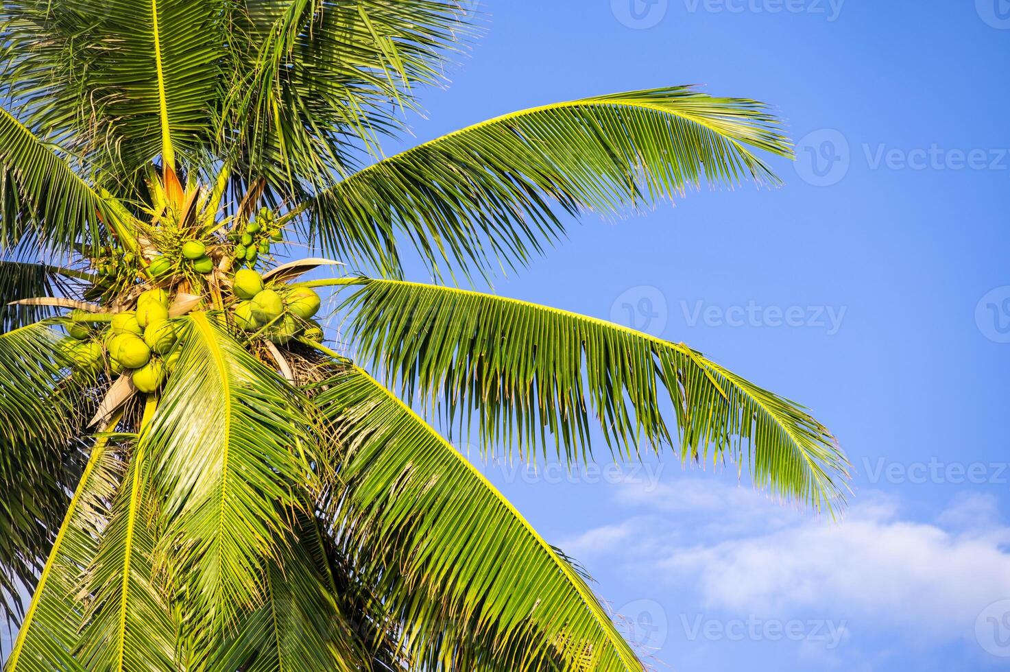 Coconut palm tree with fruit photo