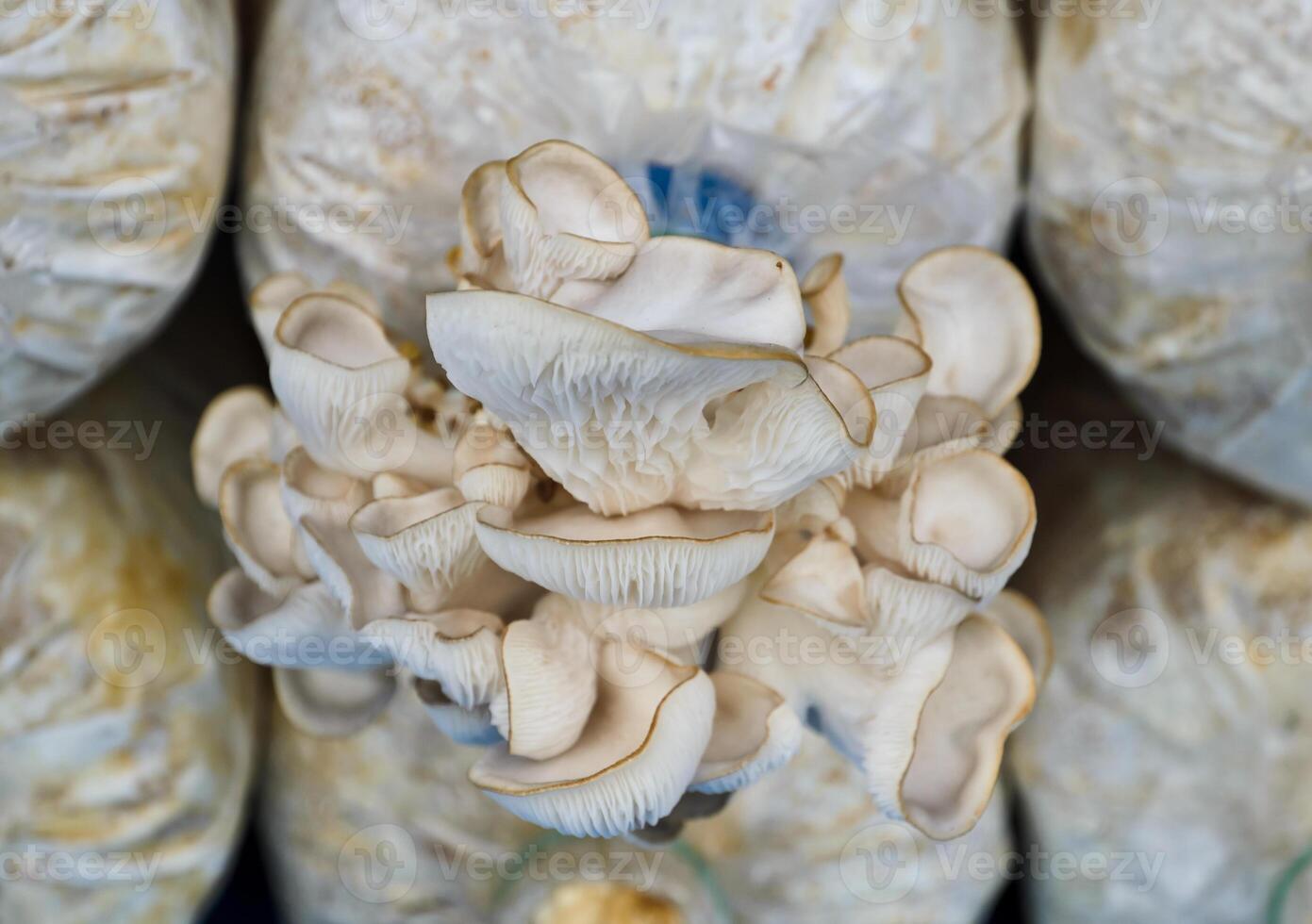 Oyster mushroom cultivation photo