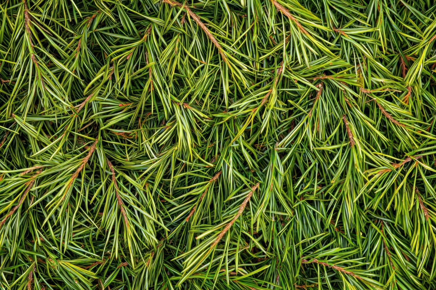 A close-up of scattered green pine needles forms a natural, textured background photo