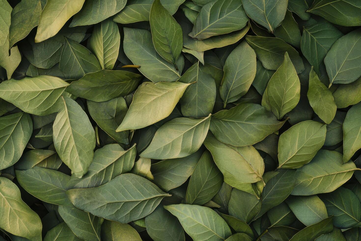A vibrant background of lush green leaves brings a sense of freshness photo
