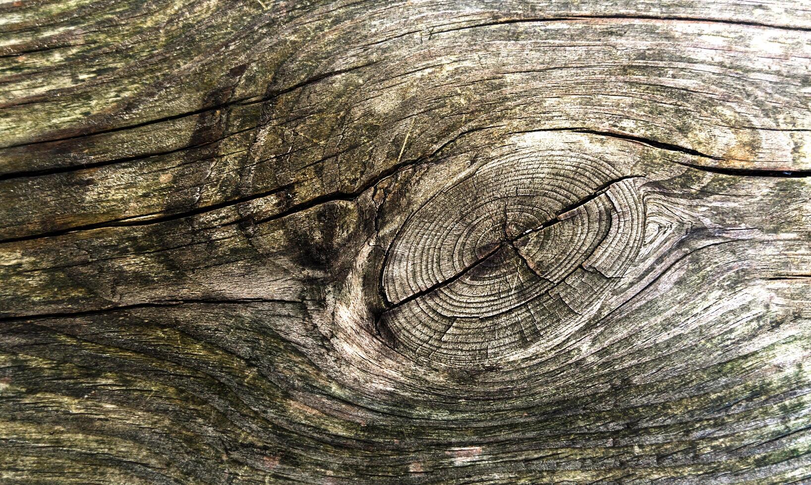Texture of old wood with cracks. Natural background. Close-up. Selective focus. photo