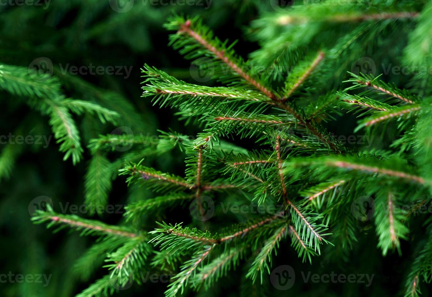 Christmas background with green spruce branches. Close-up. Selective focus. photo