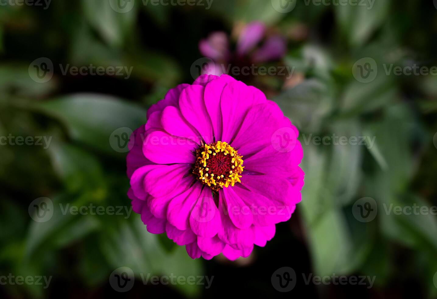 Pink flower on a dark green background. Zinnia is a genus of plants of the family Asteraceae. Top view. Close-up. Selective focus. photo