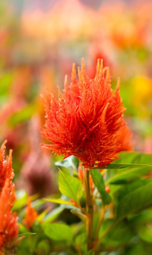 Unusual red flower against the background of sun rays. Abstract natural wallpaper. Close-up. Selective focus. photo