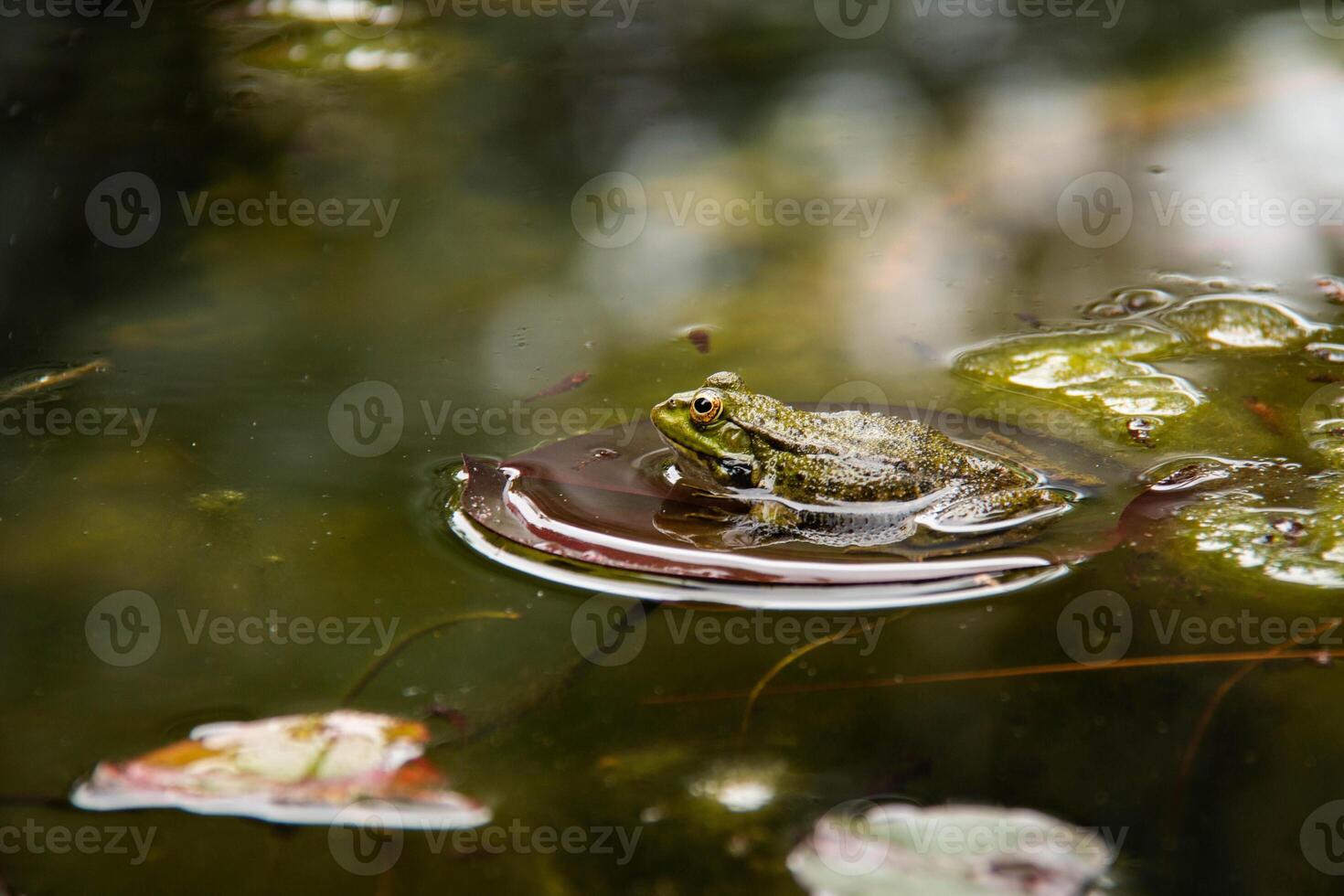 Green Frog sits Peacefully on a Lily Pad in middle of calm pond, surrounded by reflections floating leaves. Serene beauty of aquatic wildlife and is perfect for use in naturethemed print designs photo